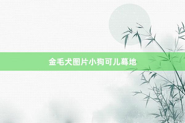 金毛犬图片小狗可儿蓦地